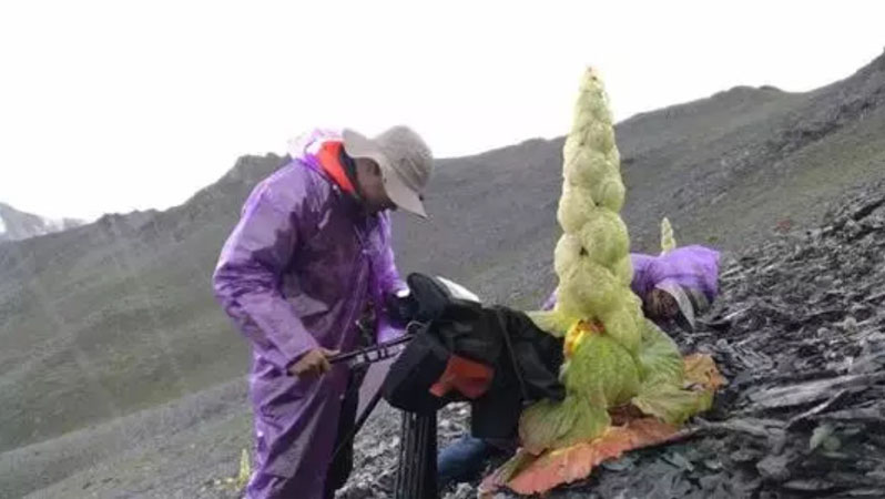 《影响世界的中国植物》海报第1张图片